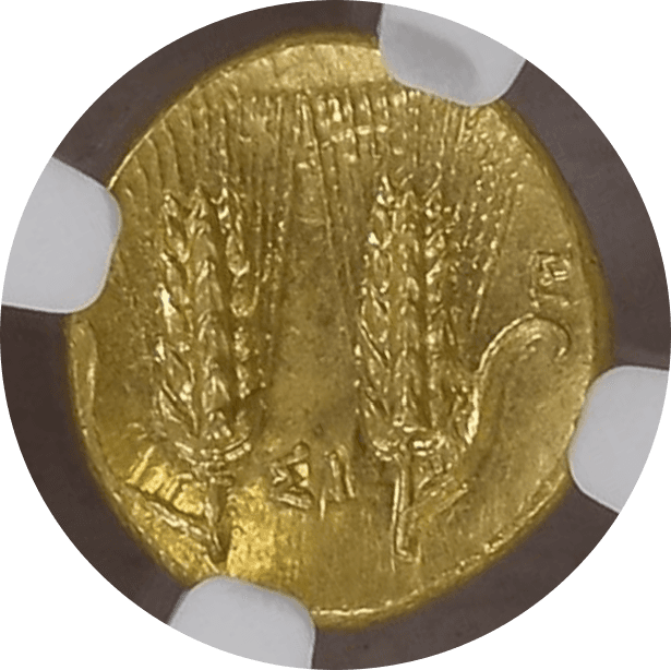 【Ch MS 5/5 4/5 Fine Style】紀元前290年〜280年 古代ギリシャ ルカニア メタポントゥム 1/3スターテル金貨(裏)